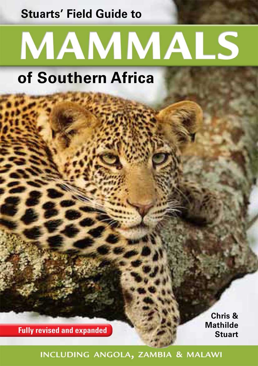 Leopard full guide (UPDATE)