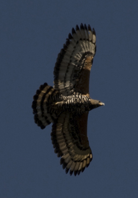 African crowned hawk-eagle in flight